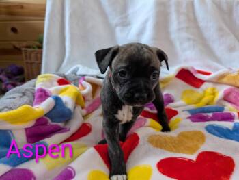 Plott Hound Dogs Available for Adoption - Aspen | PetCurious
