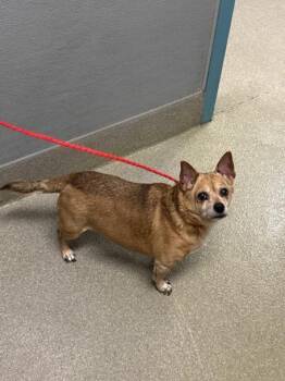 Chihuahua Dogs Available for Adoption - BELLA | PetCurious