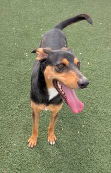 Wahoo -  Black And Tan Coonhound Dog for Adoption in Benson, Arizona - Wahoo | PetCurious