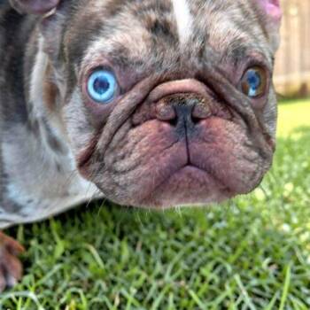 French Bulldog Dogs Available for Adoption in Memphis, Tennessee - Oliver | PetCurious