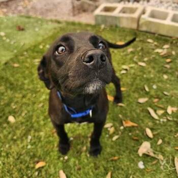 Mixed Breed Dogs Available for Adoption - Sterling | PetCurious