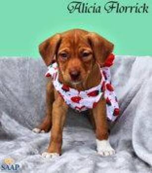 Alicia Florrick -  Chihuahua and Beagle Dog for Adoption in Newport, Kentucky - Alicia Florrick | PetCurious