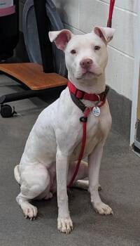 Pit Bull Terrier Dogs Available for Adoption - KAIA | PetCurious