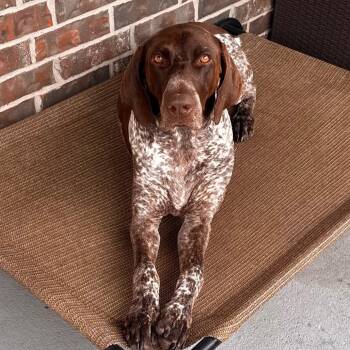 German Shorthaired Pointer Dogs Available for Adoption in League City, Texas - Dake | PetCurious