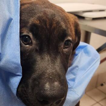 Winston -  Mixed Breed Dog for Adoption in Charleston, West Virginia - Winston | PetCurious
