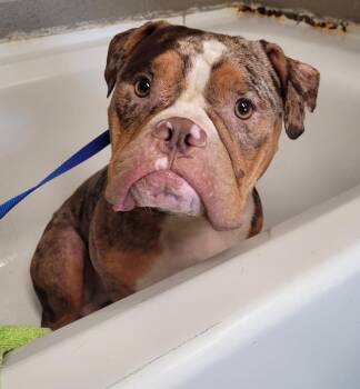 Memphis -  Pit Bull Terrier Dog for Adoption in Hopkinsville, Kentucky - Memphis | PetCurious