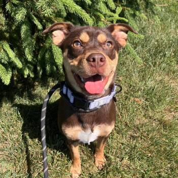 Zelda -  Mixed Breed Dog Available for Adoption in Marshall, Virginia - Zelda | PetCurious