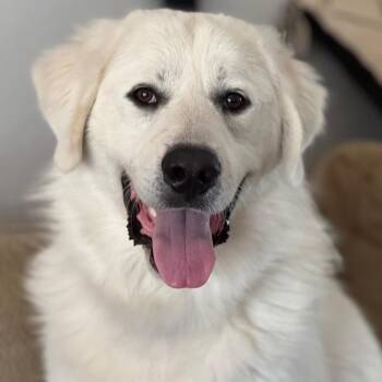 Great Pyrenees and Mixed Breed Dogs Available for Adoption - Simon | PetCurious