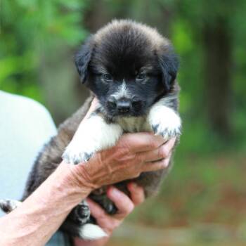 CT Ciao avail Aug 15 (Stafford Farmers Mkt- Stafford, CT) -  Collie and Shepherd Dog for Adoption in Stormville, New York - CT Ciao Avail Aug 15 (Stafford Farmers Mkt- Stafford, CT) | PetCurious