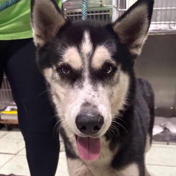 Azul -  Siberian Husky Dog for Adoption in Tampa, Florida - Azul | PetCurious