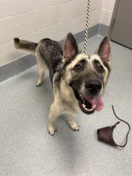 LAVERNE -  German Shepherd Dog Dog for Adoption in Indianapolis, Indiana - LAVERNE | PetCurious
