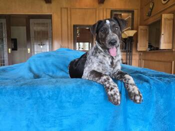 Boone -  Australian Shepherd and Catahoula Leopard Dog Dog for Adoption in Boerne, Texas - Boone | PetCurious