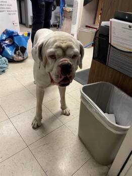 American Bulldog Dogs Available for Adoption in Stockton, California - NACHO | PetCurious