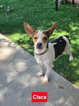 Cisca -  Chihuahua Dog for Adoption in Fort Lupton, Colorado - Cisca | PetCurious