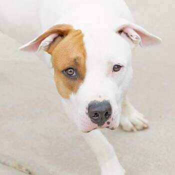Ralphie -  American Staffordshire Terrier and Mixed Breed Dog for Adoption in Abilene, Texas - Ralphie | PetCurious