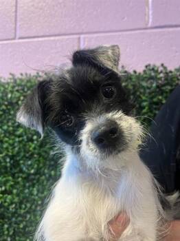 61310107 -  Terrier and Mixed Breed Dog for Adoption in El Paso, Texas - 61310107 | PetCurious