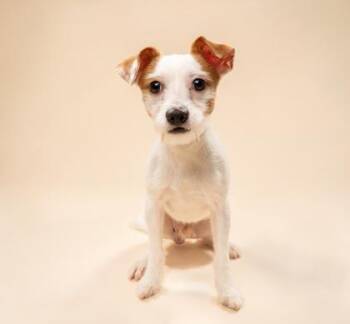 Mixed Breed Dogs Available for Adoption in Fort Worth, Texas - Chazzey | PetCurious