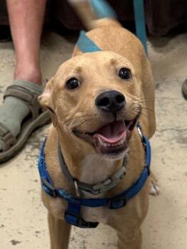 Roux -  Labrador Retriever Dog for Adoption in Saint Francisville, Louisiana - Roux | PetCurious