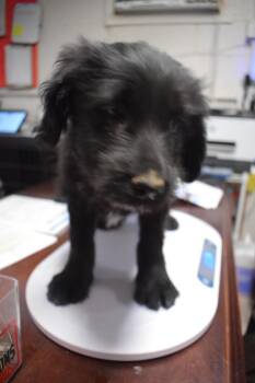 Terrier and Mixed Breed Dogs Available for Adoption in Pahrump, Nevada - Bonnie P2 | PetCurious