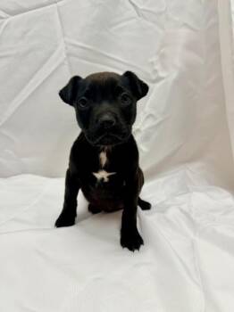 Shar Pei and Pit Bull Terrier Dogs Available for Adoption - Lola | PetCurious