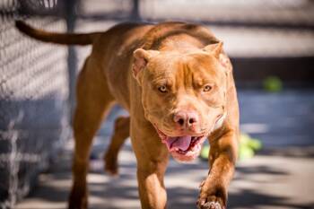 Pit Bull Terrier Dogs Available for Adoption in Twentynine Palms, California - Jaxon | PetCurious