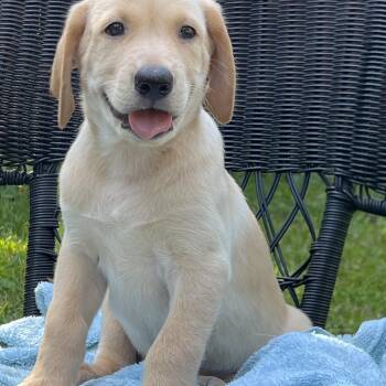 Molson-ADOPTION PENDING -  Mixed Breed Dog for Adoption in Mount Pleasant, South Carolina - Molson-ADOPTION PENDING | PetCurious