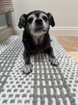 Bentley -  Chihuahua and Pug Dog for Adoption in San Diego, California - Bentley | PetCurious