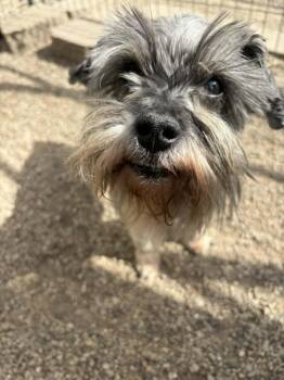 Schnauzer Dogs Available for Adoption in Mukwonago, Wisconsin - Cupid | PetCurious