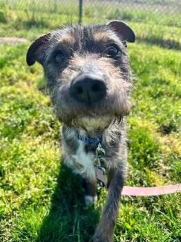 Gryffin -  Terrier Dog for Adoption in Salem, Oregon - Gryffin | PetCurious