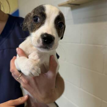 Chris -  Mixed Breed Dog for Adoption in Englewood, Florida - Chris | PetCurious