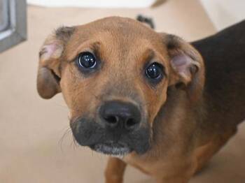 Rupert -  Shepherd and Mixed Breed Dog for Adoption in Portland, Oregon - Rupert | PetCurious