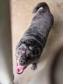 Pearly -  Mixed Breed Dog for Adoption in Leitchfield, Kentucky - Pearly | PetCurious