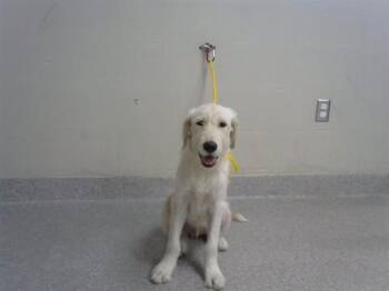 A186789 -  Labrador Retriever and Schnauzer Dog for Adoption in Pasadena, Texas - A186789 | PetCurious