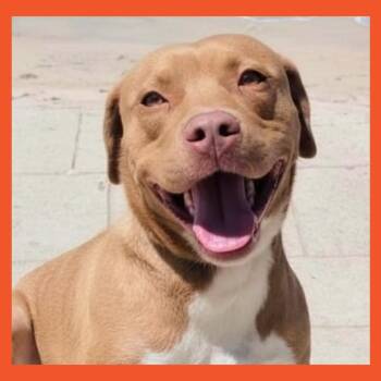 Pit Bull Terrier Dogs Available for Adoption in San Francisco, California - Aura | PetCurious