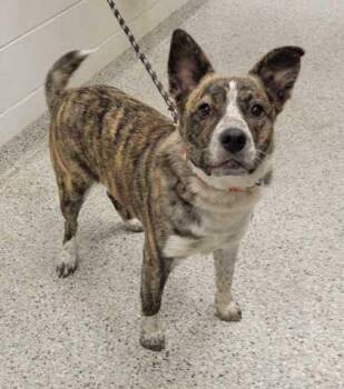 Shirley -  Mixed Breed Dog for Adoption in Kansas City, Missouri - Shirley | PetCurious