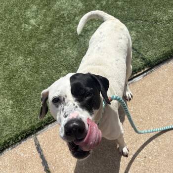 Labrador Retriever Dogs Available for Adoption in Belleville, Illinois - Otto | PetCurious