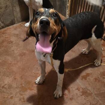 Johnny -  Treeing Walker Coonhound Dog for Adoption in Glenfield, New York - Johnny | PetCurious