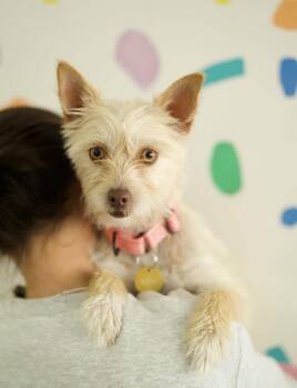 Lily -  Terrier Dog for Adoption in Pasadena, California - Lily | PetCurious