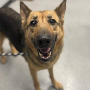 German Shepherd Dog Dogs Available for Adoption - Rogue | PetCurious