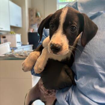 Apple Pie -  Mixed Breed Dog for Adoption in Huntington, West Virginia - Apple Pie | PetCurious