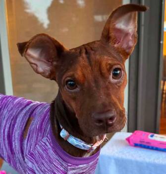 Fiona (AO37291) -  Terrier Dog for Adoption in Kansas City, Kansas - Fiona (AO37291) | PetCurious