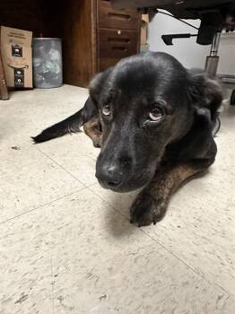 MARIPOSA -  German Shepherd Dog and Mixed Breed Dog for Adoption in Killeen, Texas - MARIPOSA | PetCurious
