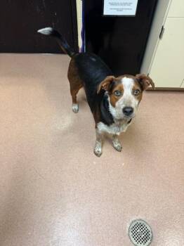 Beagle and Mixed Breed Dogs Available for Adoption - BLUSTER | PetCurious