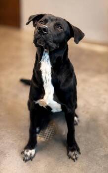 Tennessee -  Labrador Retriever and Mixed Breed Dog for Adoption in Morristown, New Jersey - Tennessee | PetCurious