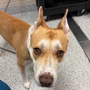 Chester -  Husky and Pit Bull Terrier Dog for Adoption in Reno, Nevada - Chester | PetCurious