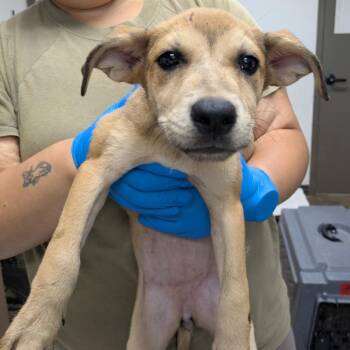 Flop -  Retriever and Black Mouth Cur Dog for Adoption in Cleveland, Mississippi - Flop | PetCurious