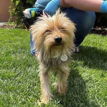 Chapter -  Yorkshire Terrier Dog for Adoption in Walnut Creek, California - Chapter | PetCurious