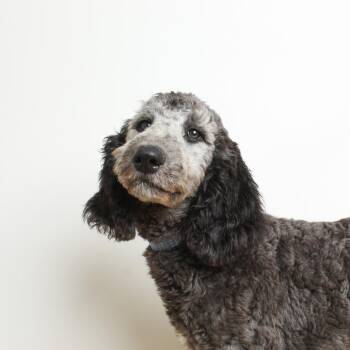 Cosmo D69851 -  Poodle and Labrador Retriever Dog for Adoption in Minnetonka, Minnesota - Cosmo D69851 | PetCurious