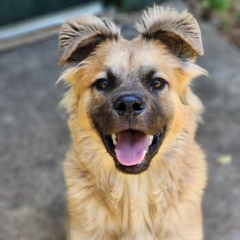 Elliot -  Chow Chow and Mixed Breed Dog for Adoption in Montgomery, Alabama - Elliot | PetCurious