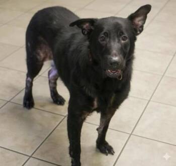 Rescue Labrador Retriever and Shepherd Dogs for Adoption in Bowling Green, Kentucky - Charlie | PetCurious
